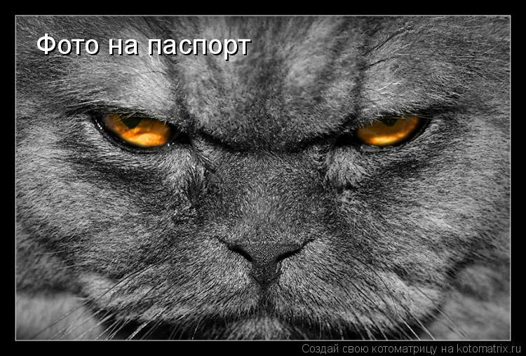 Котоматрица: Фото на паспорт