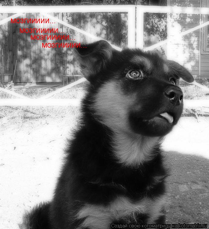 Котоматрица: мозгиииии... мозгиииии... мозгиииии... мозгиииии...