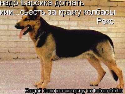 Котоматрица: надо Барсика догнать иии...сьесть за кражу колбасы Рекс