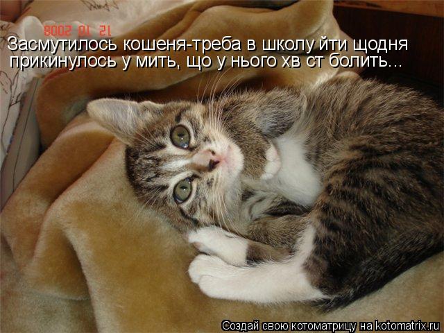 Котоматрица: Засмутилось кошеня-треба в школу йти щодня І прикинулось у мить, що у нього хвіст болить...