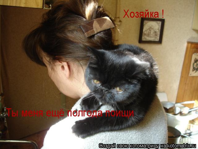 Котоматрица: Хозяйка ! Ты меня ещё полгода поищи