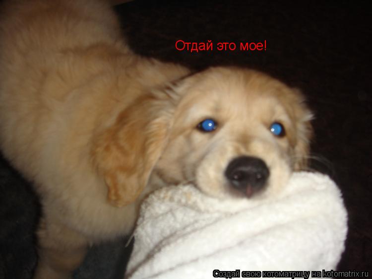 Отдай это мое!... Котоматрица: Отдай это мое!