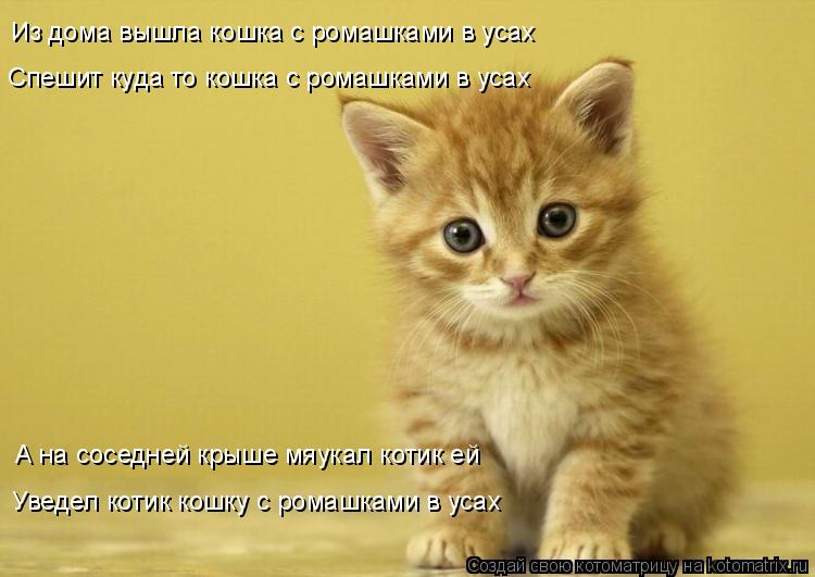 Котоматрица: Из дома вышла кошка с ромашками в усах Спешит куда то кошка с ромашками в усах  А на соседней крыше мяукал котик ей Уведел котик кошку с рома