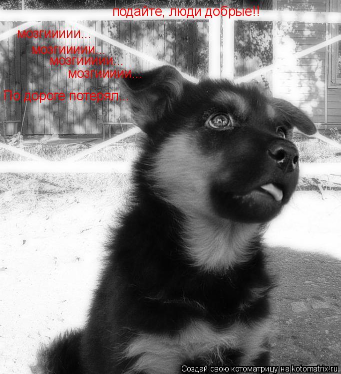 Котоматрица: По дороге потерял... подайте, люди добрые!! подайте, люди добрые!!