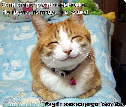 Котоматрица: Если стало грустно немножко Не грусти, погляди... на кошку!