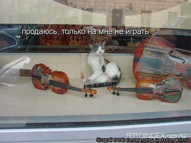 Котоматрица: продаюсь, только на мне не играть