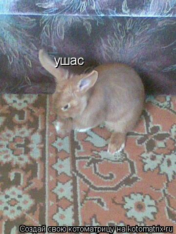 Котоматрица: ушас