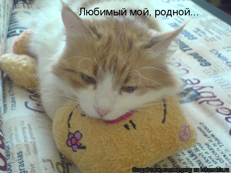 Котоматрица: Любимый мой, родной...