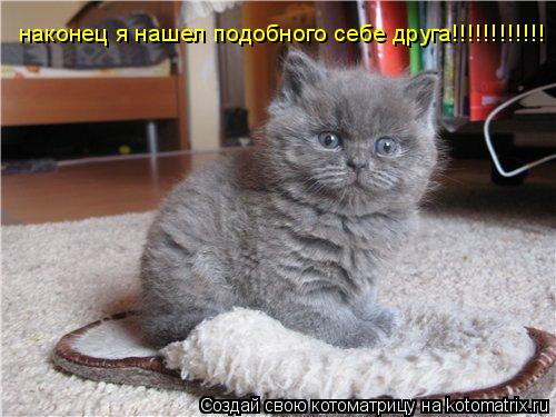 Котоматрица: наконец я нашел подобного себе друга!!!!!!!!!!!!