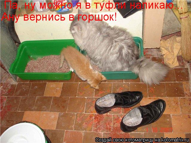 Котоматрица: Па, ну можно я в туфли напикаю... Ану вернись в горшок!