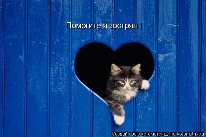 Котоматрица: Помогите я зострял !