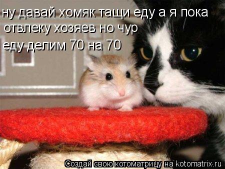 ну давай хомяк тащи еду а я пока отвлеку хозяев но чур еду делим 70 на 70... Котоматрица: ну давай хомяк тащи еду а я пока отвлеку хозяев но чур еду делим 70 на 70