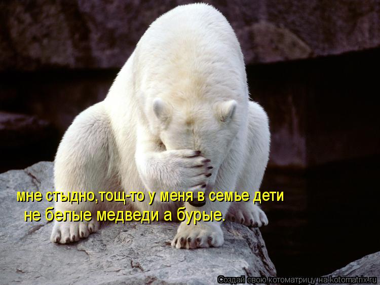 мне стыдно,тощ-то у меня в семье дети не белые медведи а бурые.... Котоматрица: мне стыдно,тощ-то у меня в семье дети не белые медведи а бурые.