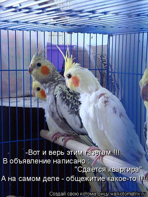 -Вот и верь этим газетам !!! В объявление написано : "Сдается квартира" А на самом деле - общежитие... Котоматрица: -Вот и верь этим газетам !!! В объявление написано : "Сдается квартира" А на самом деле - общежитие какое-то !!!