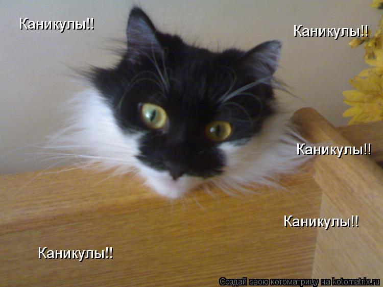 Котоматрица: Каникулы!! Каникулы!! Каникулы!! Каникулы!! Каникулы!!