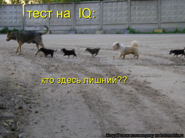 Котоматрица: тест на  IQ: кто здесь лишний??