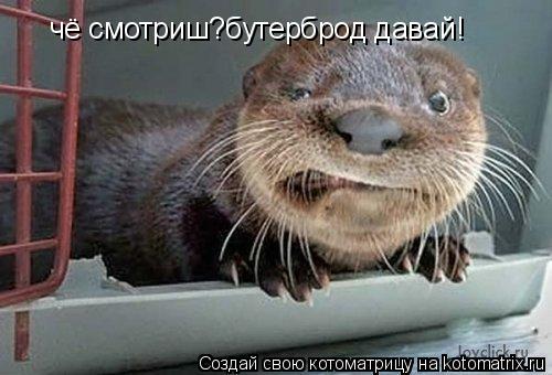 чё смотриш?бутерброд давай!... Котоматрица: чё смотриш?бутерброд давай!