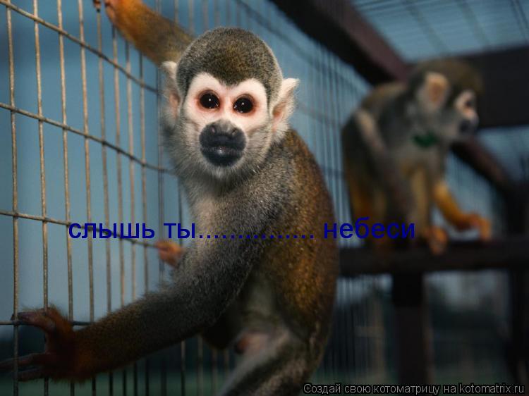 Котоматрица: слышь ты............... небеси слышь ты............... небеси