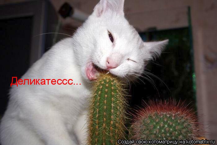 Котоматрица: Деликатессс...
