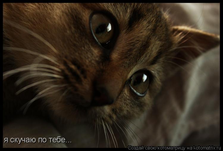 Котоматрица: я скучаю по тебе...