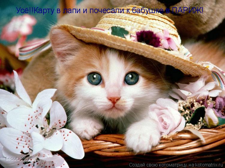 Котоматрица: Усё!!Карту в лапи и почесали к бабушке в ПАРИЖ!