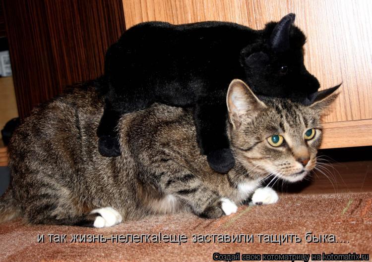 Котоматрица: и так жизнь-нелегка!еще заставили тащить быка....
