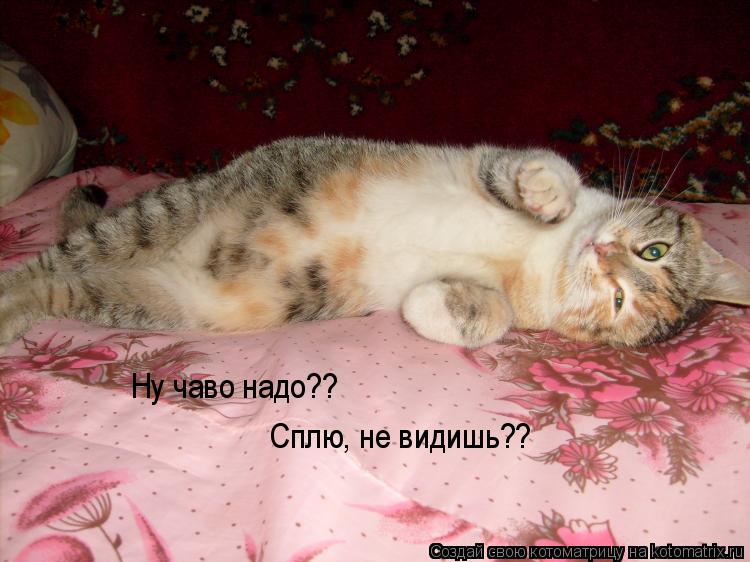 Котоматрица: Ну чаво надо?? Сплю, не видишь??