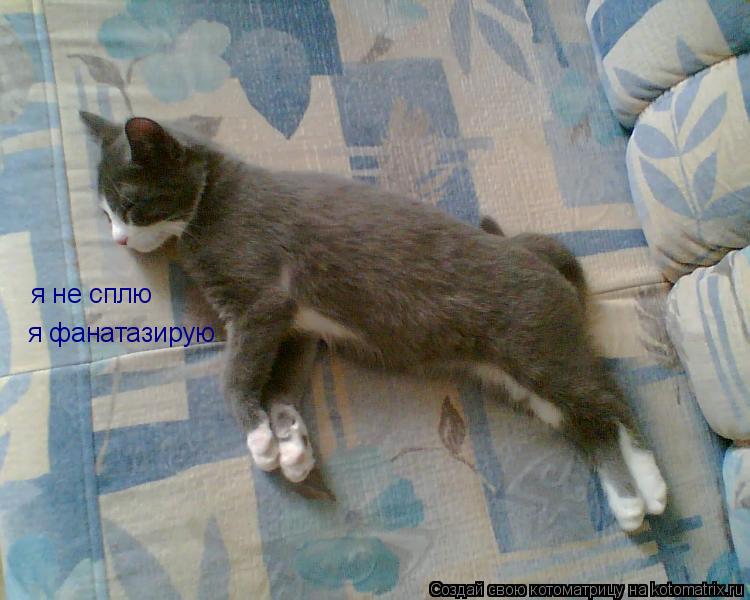 я не сплю я фанатазирую... Котоматрица: я не сплю я фанатазирую