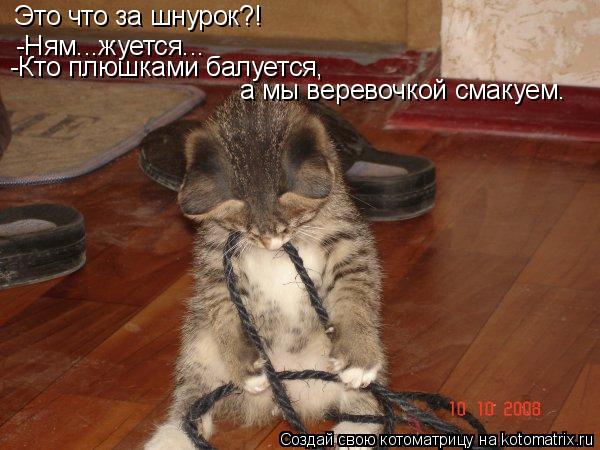 Котоматрица: Это что за шнурок?! -Ням...жуется... -Кто плюшками балуется, а мы веревочкой смакуем.