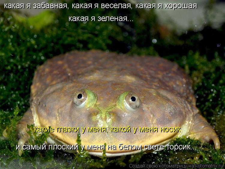 Котоматрица: какая я забавная, какая я веселая, какая я хорошая какая я зеленая...  какие глазки у меня, какой у меня носик и самый плоский у меня на белом с