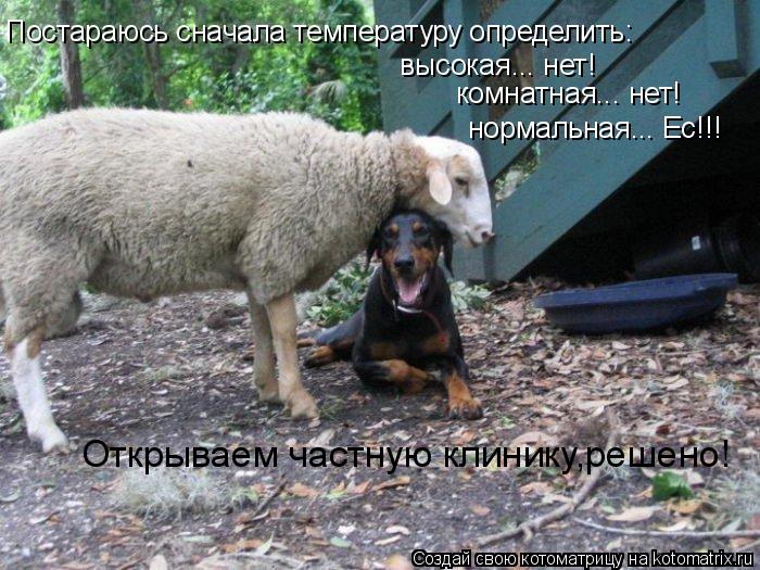 Котоматрица: Постараюсь сначала температуру определить: высокая... нет! комнатная... нет! нормальная... Ес!!! Открываем частную клинику,решено!