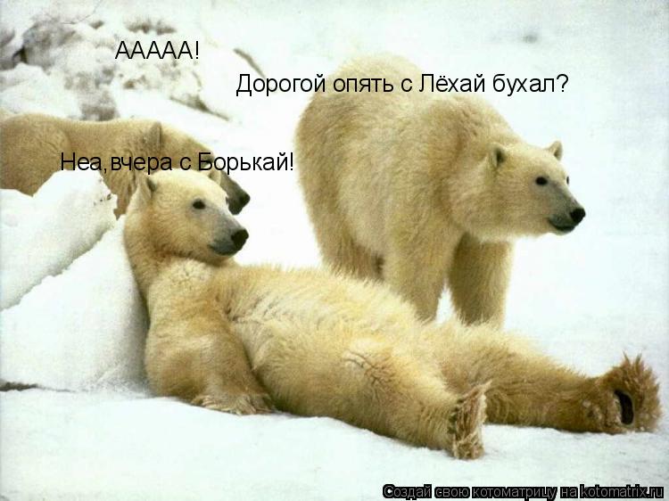 ААААА! Дорогой опять с Лёхай бухал? Неа,вчера с Борькай!... Котоматрица: ААААА! Дорогой опять с Лёхай бухал? Неа,вчера с Борькай!