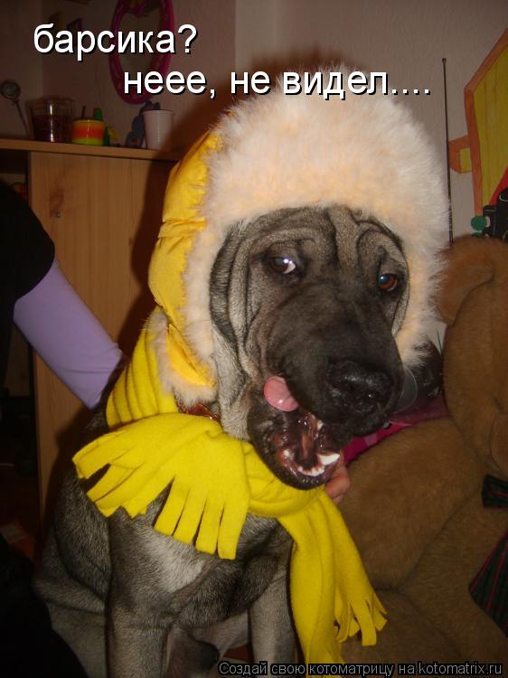 неее, не видел.... барсика?... Котоматрица: неее, не видел.... барсика?
