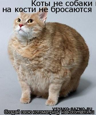 Коты не собаки на кости не бросаются на кости не бросаются... Котоматрица: Коты не собаки на кости не бросаются на кости не бросаются