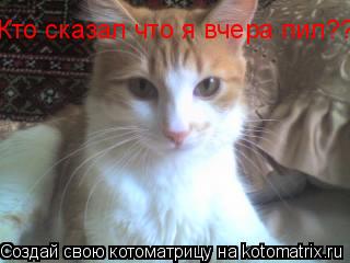 Котоматрица: Кто сказал что я вчера пил???я просто хорошо погулял=)