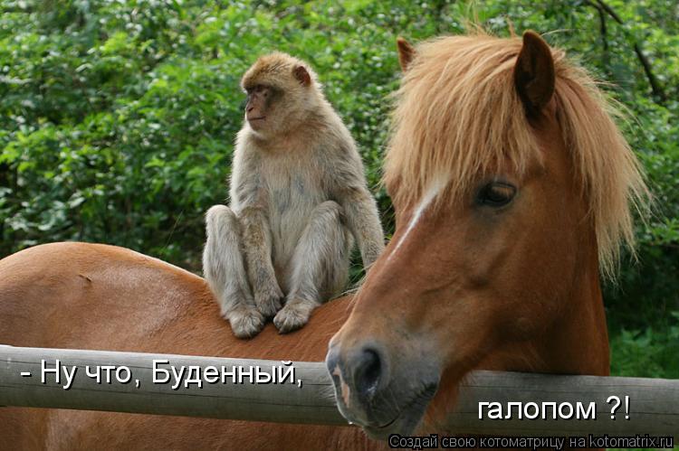 Котоматрица: - Ну что, Буденный,  галопом ?!