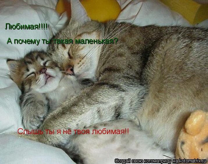 Котоматрица: Любимая!!!! А почему ты такая маленькая? Слышь ты я не твоя любимая!!