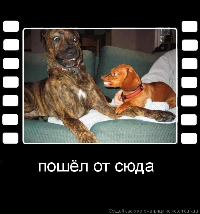 Котоматрица: пошёл от сюда