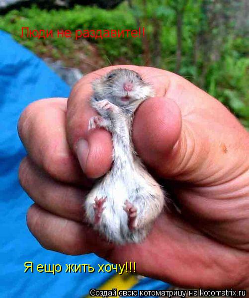 Котоматрица: Люди не раздавите!! Я ещо жить хочу!!!