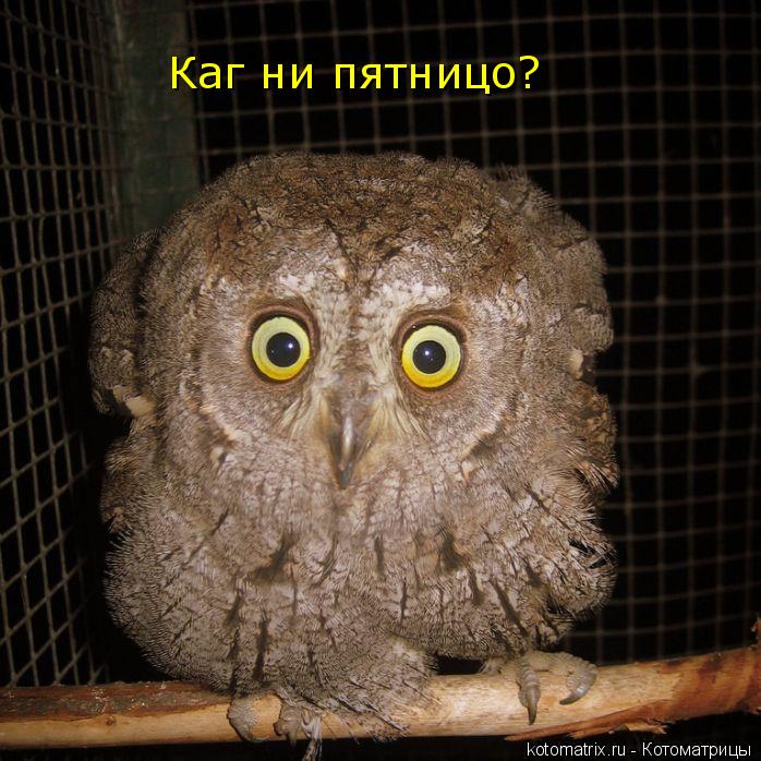 Котоматрица: Каг ни пятницо?