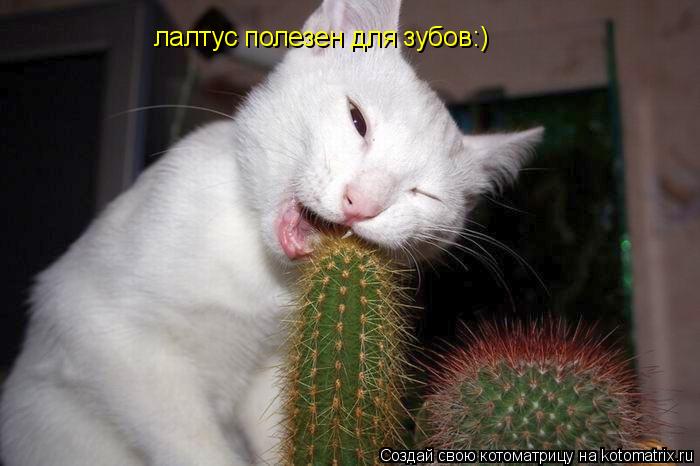 Котоматрица: лалтус полезен для зубов:)
