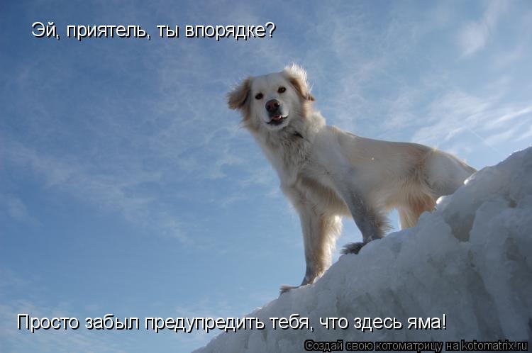 Эй, приятель, ты впорядке? Просто забыл предупредить тебя, что здесь яма!... Котоматрица: Эй, приятель, ты впорядке? Просто забыл предупредить тебя, что здесь яма!