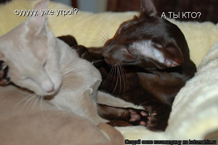 Котоматрица: А ТЫ КТО? оууууу, уже утро!?