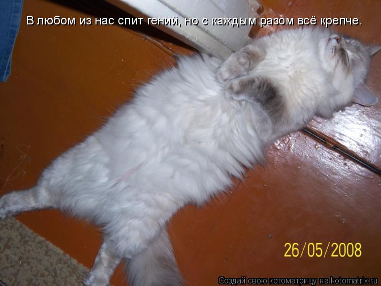 В любом из нас спит гений, но с каждым разом всё крепче.... Котоматрица: В любом из нас спит гений, но с каждым разом всё крепче.
