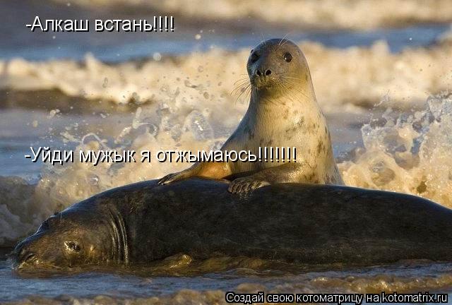 Котоматрица: -Алкаш встань!!!! -Уйди мужык я отжымаюсь!!!!!!!