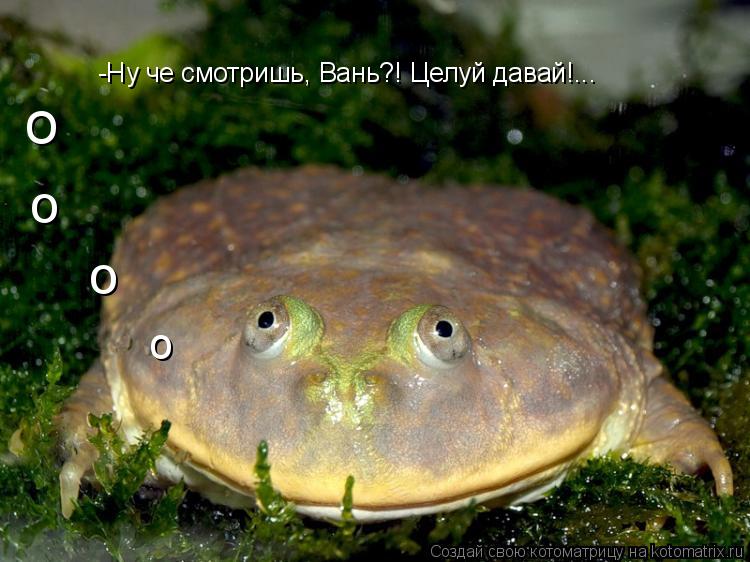 -Ну че смотришь, Вань?! Целуй давай!... о о о о... Котоматрица: -Ну че смотришь, Вань?! Целуй давай!... о о о о