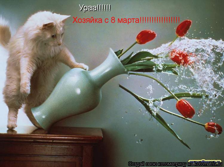 Котоматрица: Ураа!!!!!! Хозяйка с 8 марта!!!!!!!!!!!!!!!!!