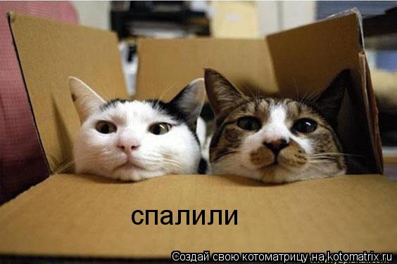 Котоматрица: спалили