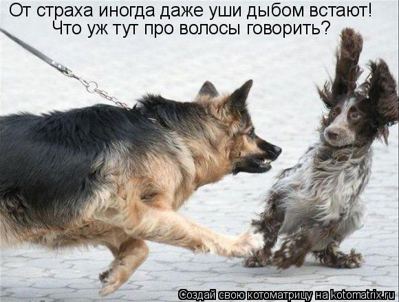 От страха иногда даже уши дыбом встают! Что уж тут про волосы говорить?... Котоматрица: От страха иногда даже уши дыбом встают! Что уж тут про волосы говорить?