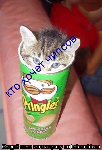 Котоматрица: кто хочет чипсов